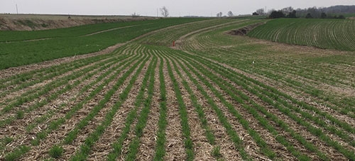 Seeded October 31