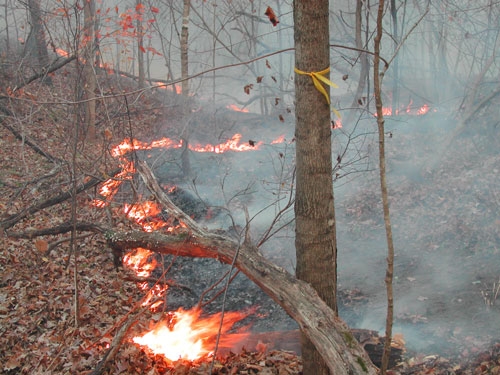 Prescribed burns scheduled for Yellow River State Forest this spring ...