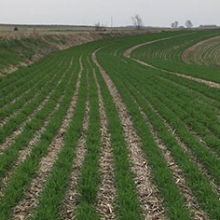 Seeded October 11