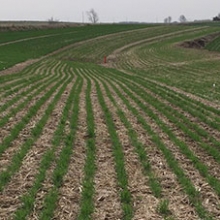 Seeded October 31